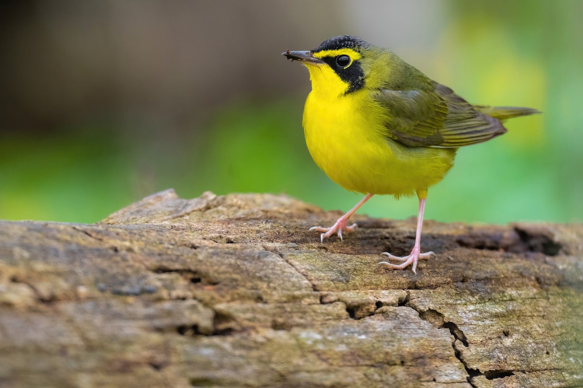 Kentucky Warbler - Matt Zuro