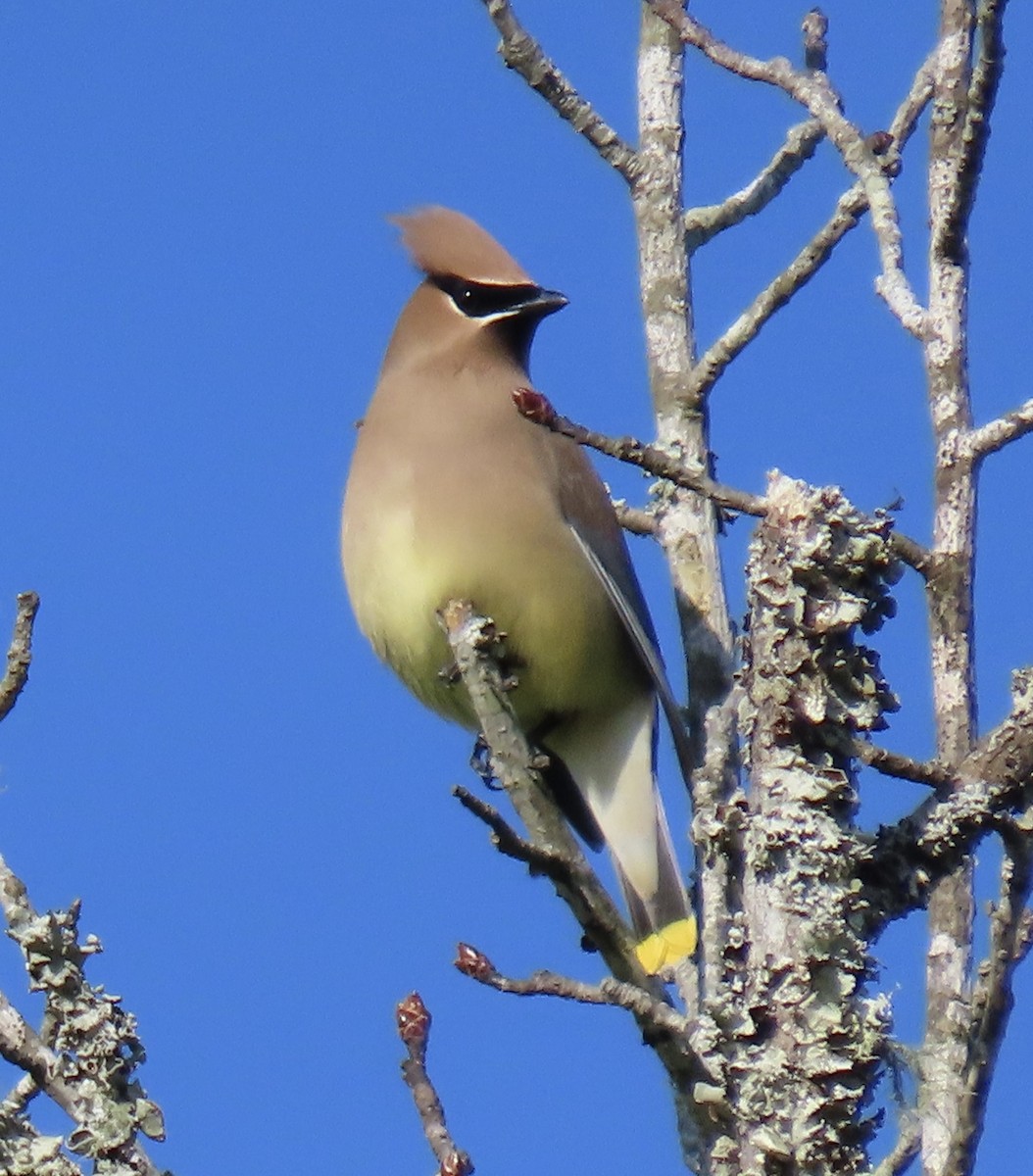 Cedar Waxwing - ML441294751