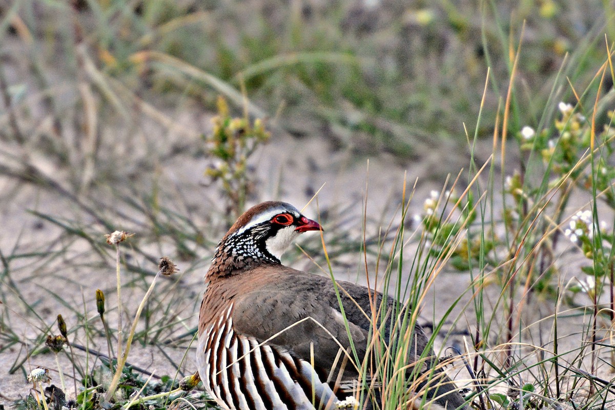 Red-legged Partridge - Nuno Leandro