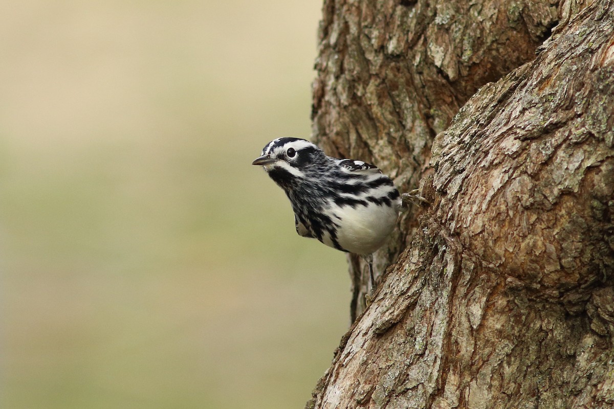 Black-and-white Warbler - ML441297611