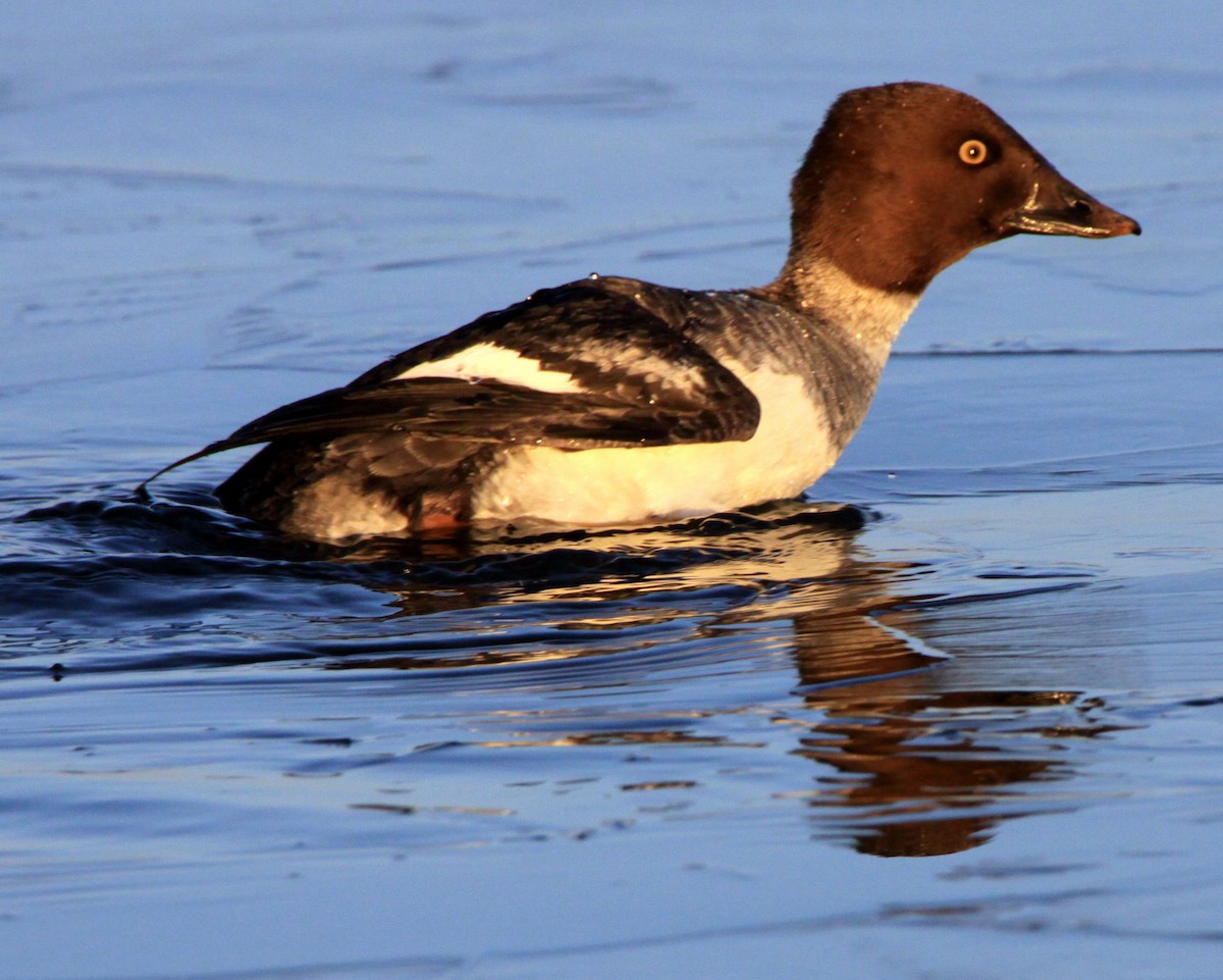 Common Goldeneye - Rob Francis