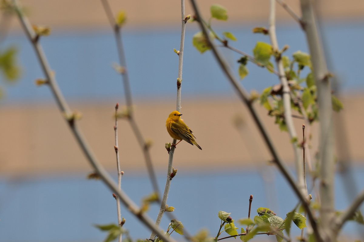 Yellow Warbler (Northern) - ML441301061