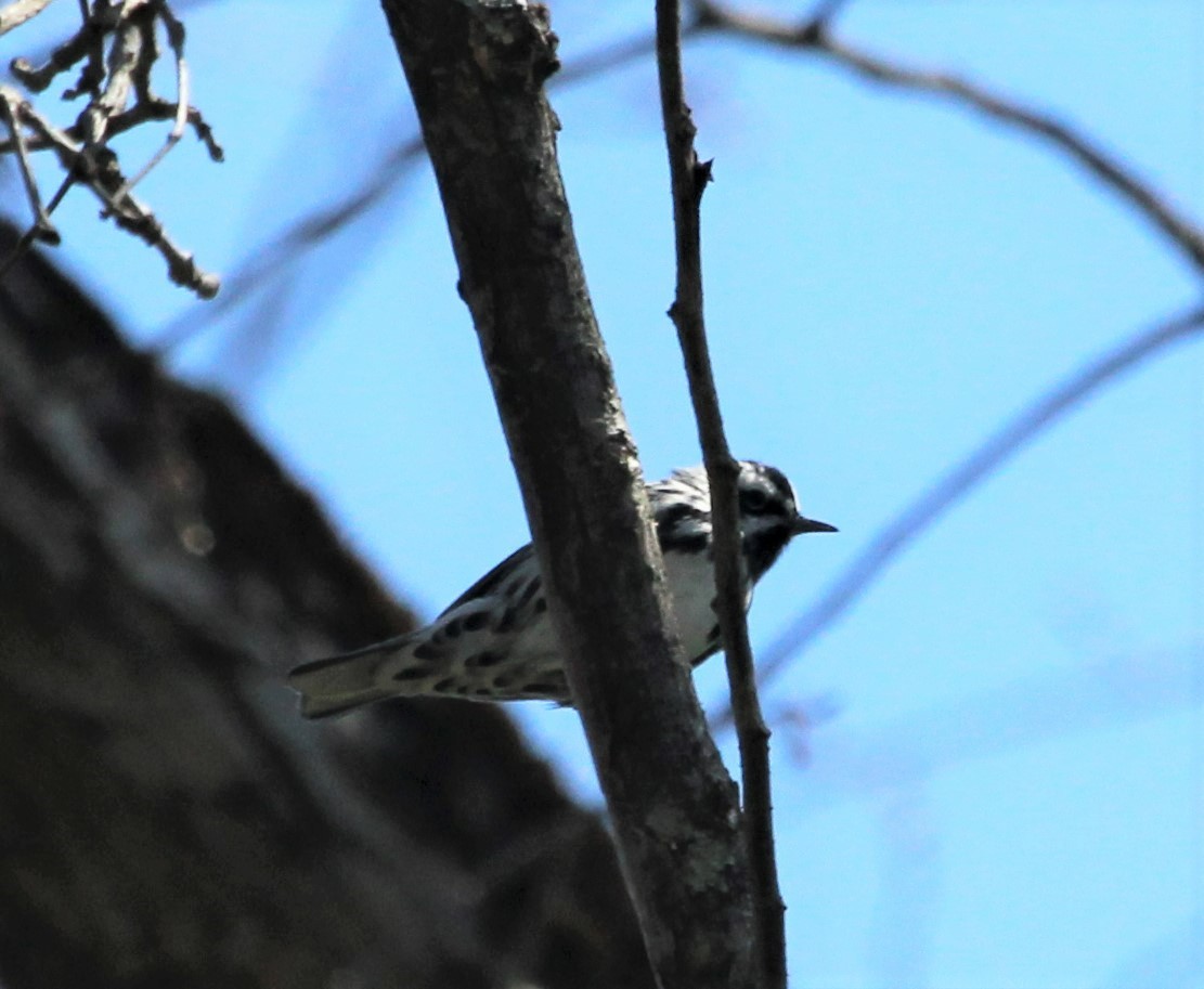 Black-and-white Warbler - ML441301181