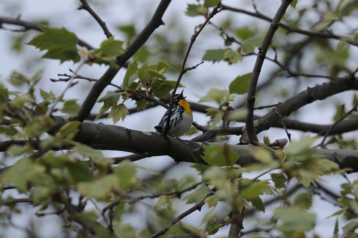 Yellow-throated Warbler - Natalie Carusillo