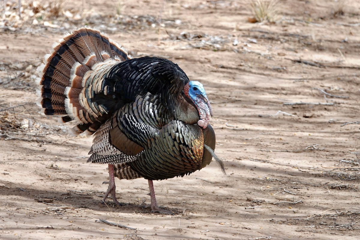 Wild Turkey - ML441304361