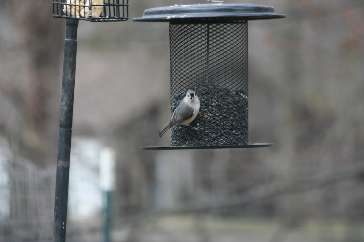 Tufted Titmouse - ML441304951