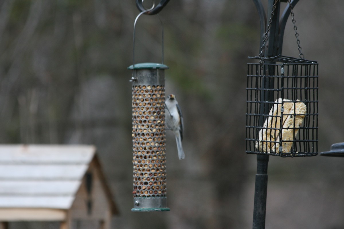 Tufted Titmouse - ML441304991