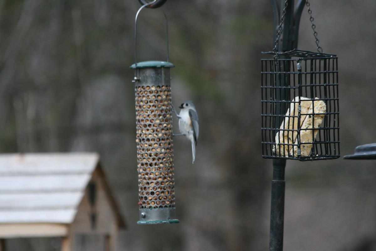 Tufted Titmouse - ML441305081