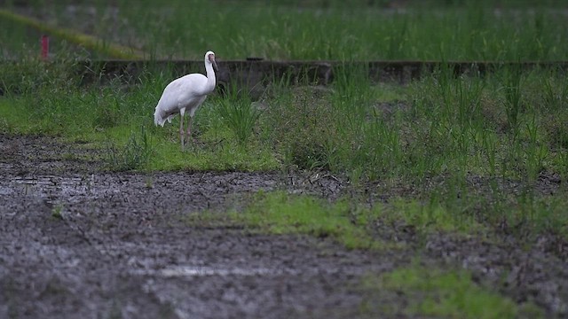 Siberian Crane - ML441305141