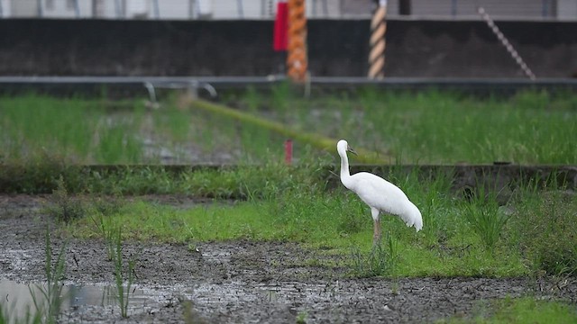 ソデグロヅル - ML441305261