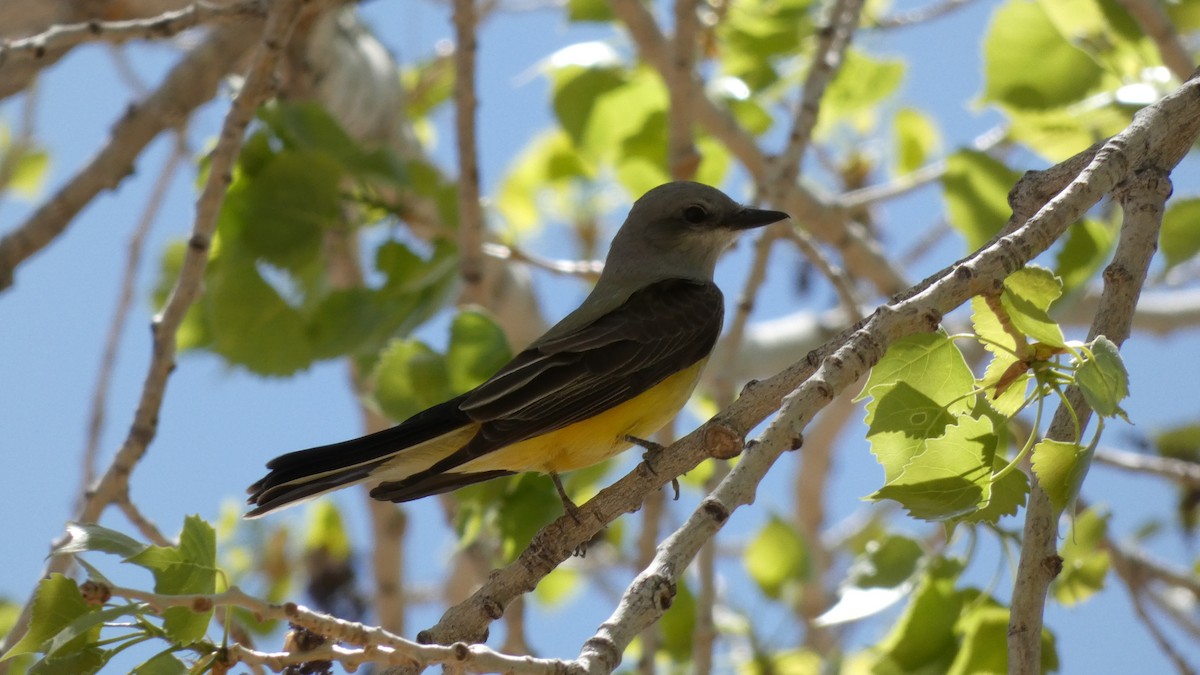 Western Kingbird - ML441306431