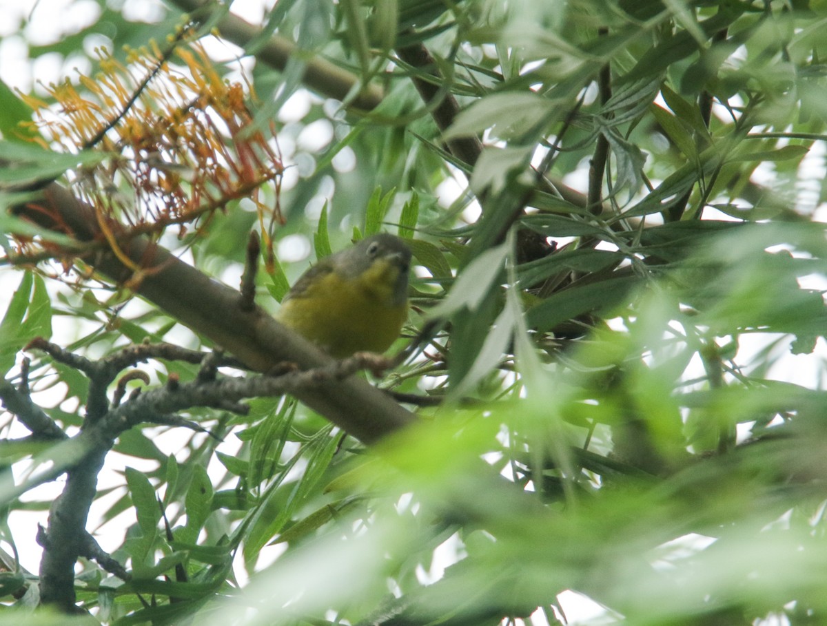 Nashville Warbler - Ryan Terrill