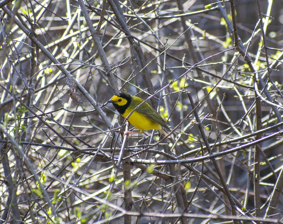 Hooded Warbler - John E