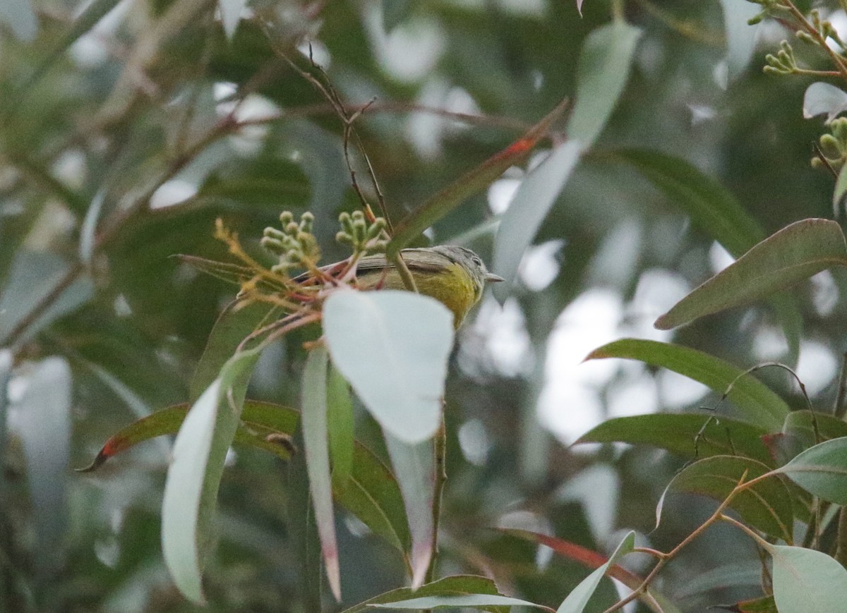 Nashville Warbler - Ryan Terrill