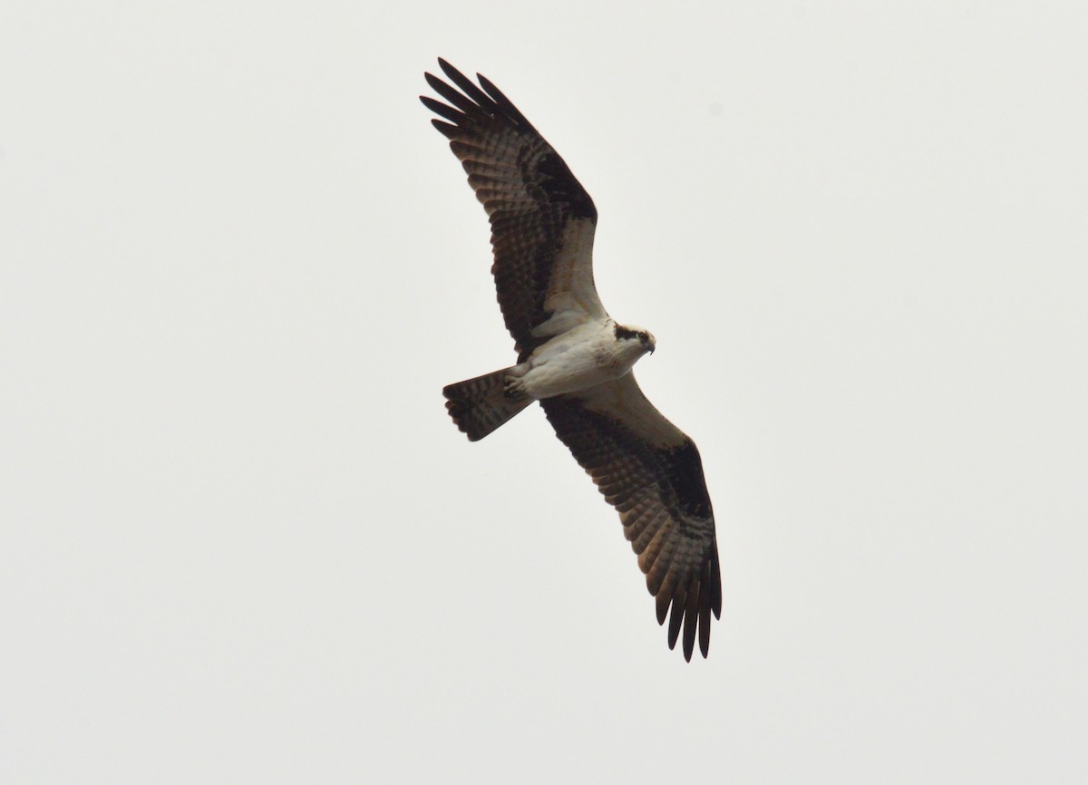 Águila Pescadora - ML441307981