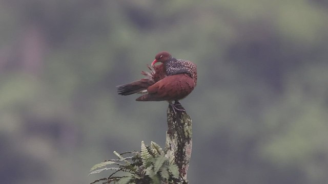 Pigeon ramiret - ML441309251