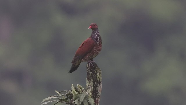 Scaled Pigeon - ML441309281