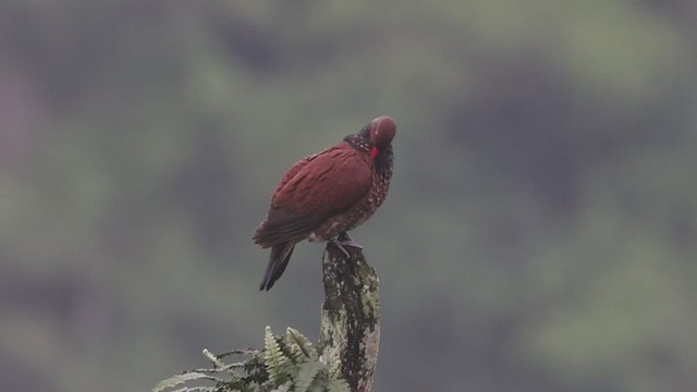 holub šupinkový - ML441309291