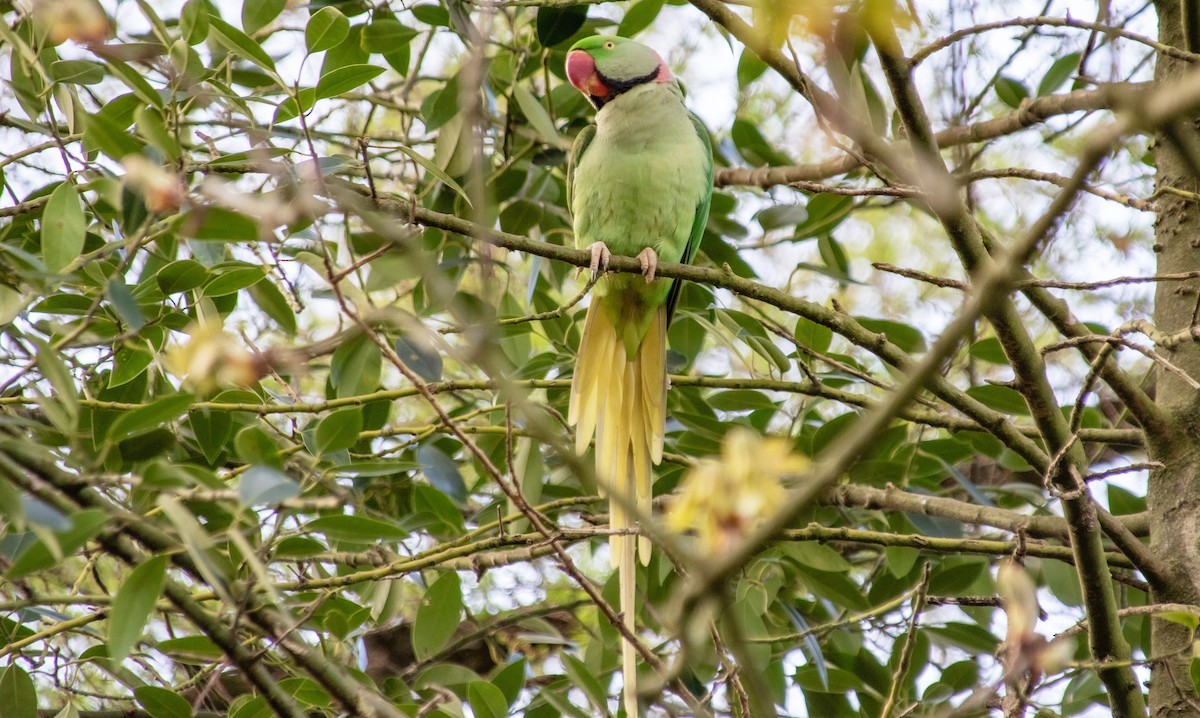 Alexandrine Parakeet - ML441309991