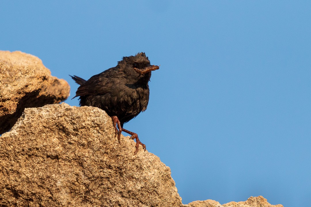 Magellanic Tapaculo - César Muñoz Varela