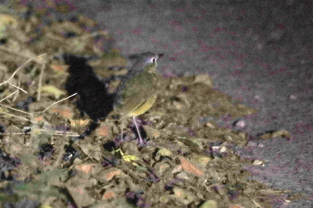 Scaled Antpitta - ML441311351