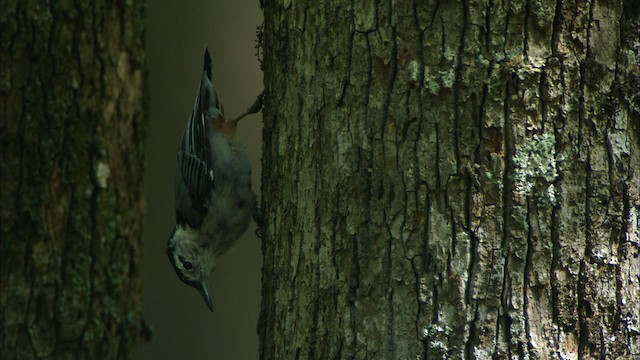 White-breasted Nuthatch - ML441312