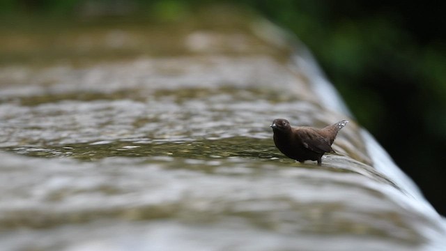 Brown Dipper - ML441313431