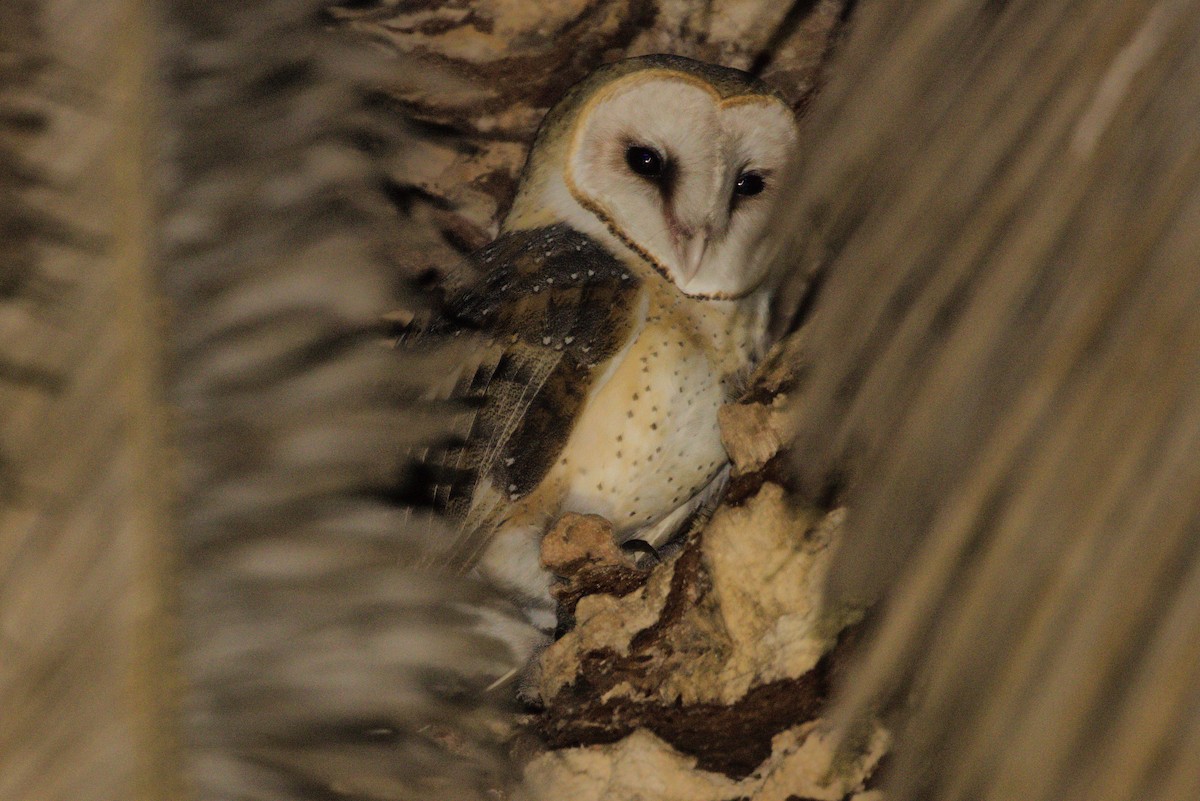 Barn Owl - ML441314461