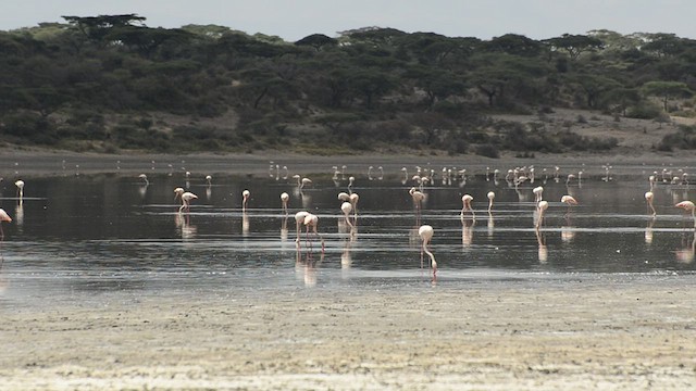 Lesser Flamingo - ML441314571