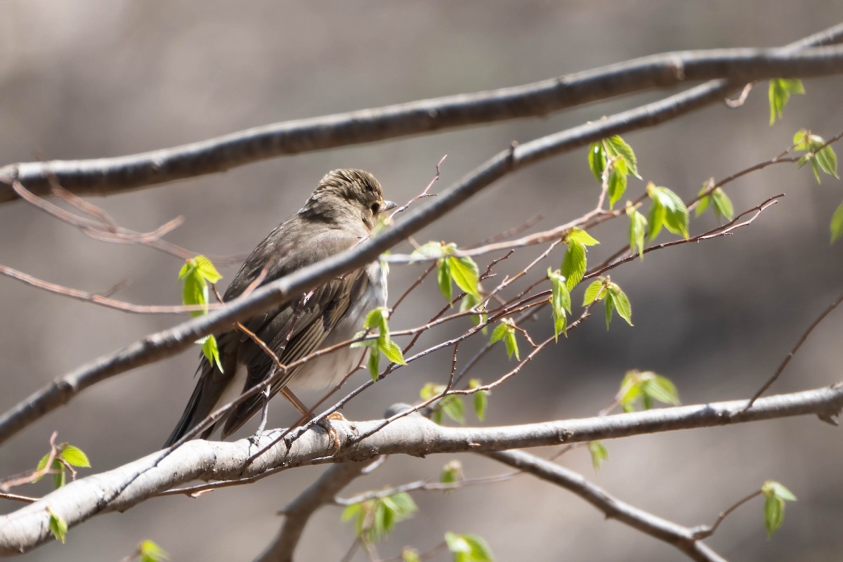 Swainson's Thrush - ML441316821