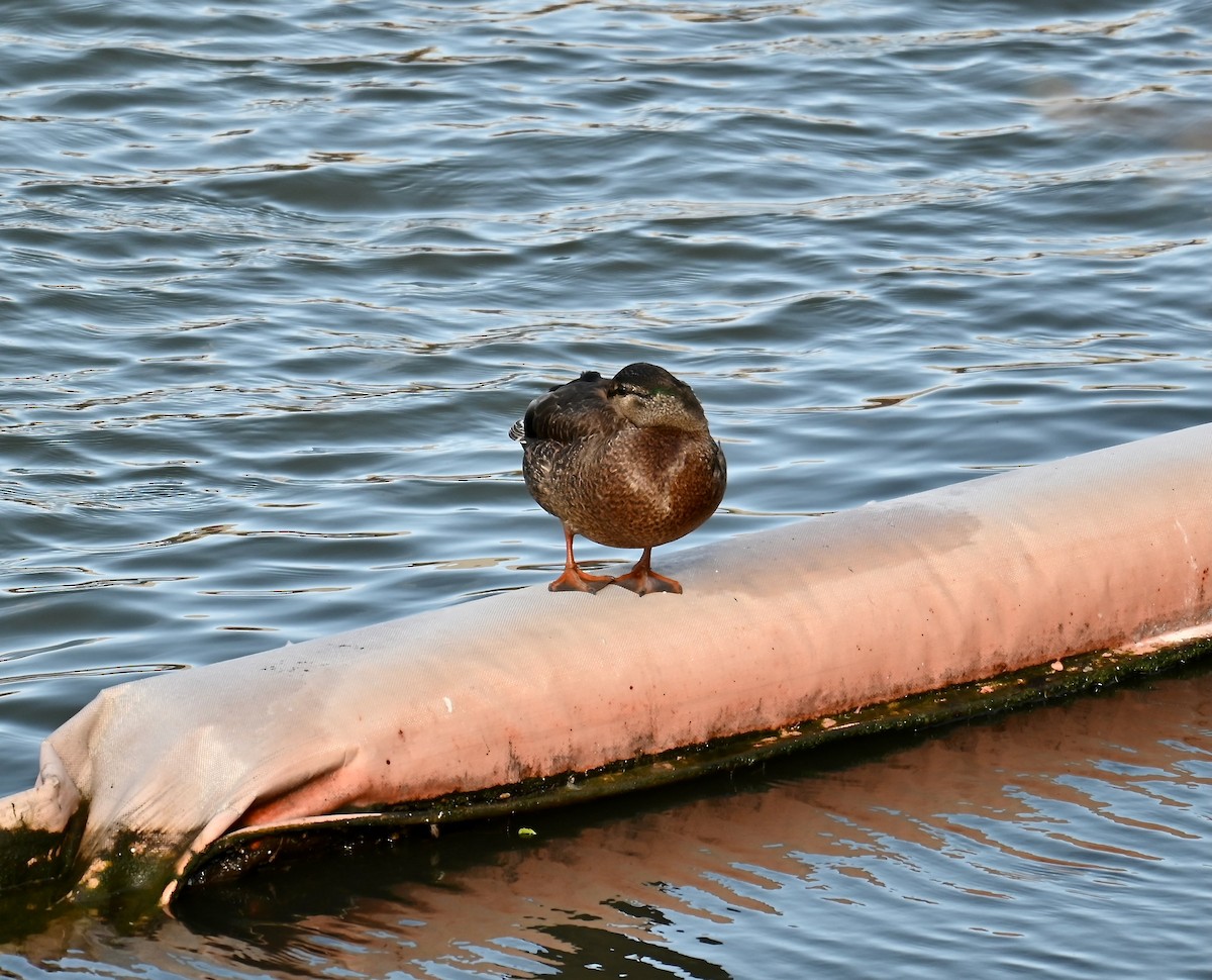 American Black Duck - Danny Wyatt