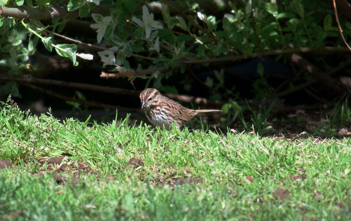 Song Sparrow - Danny Wyatt