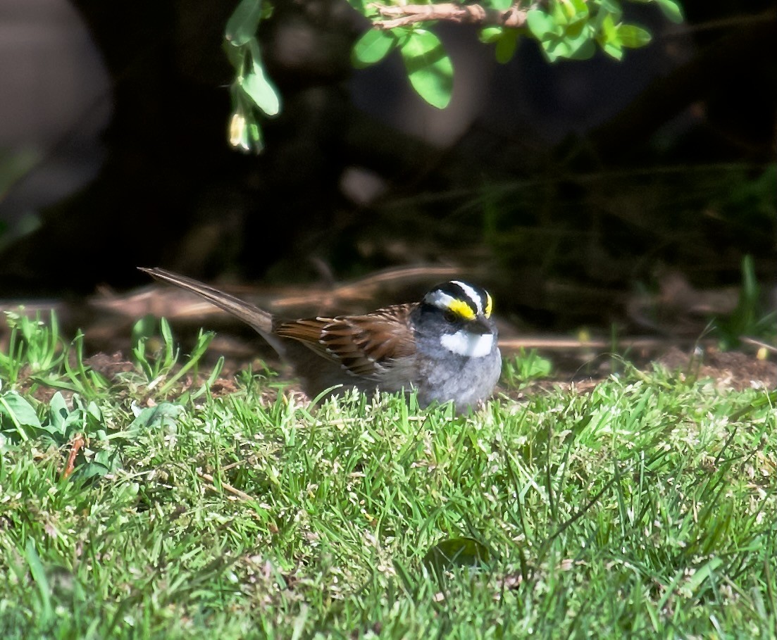 White-throated Sparrow - ML441317381