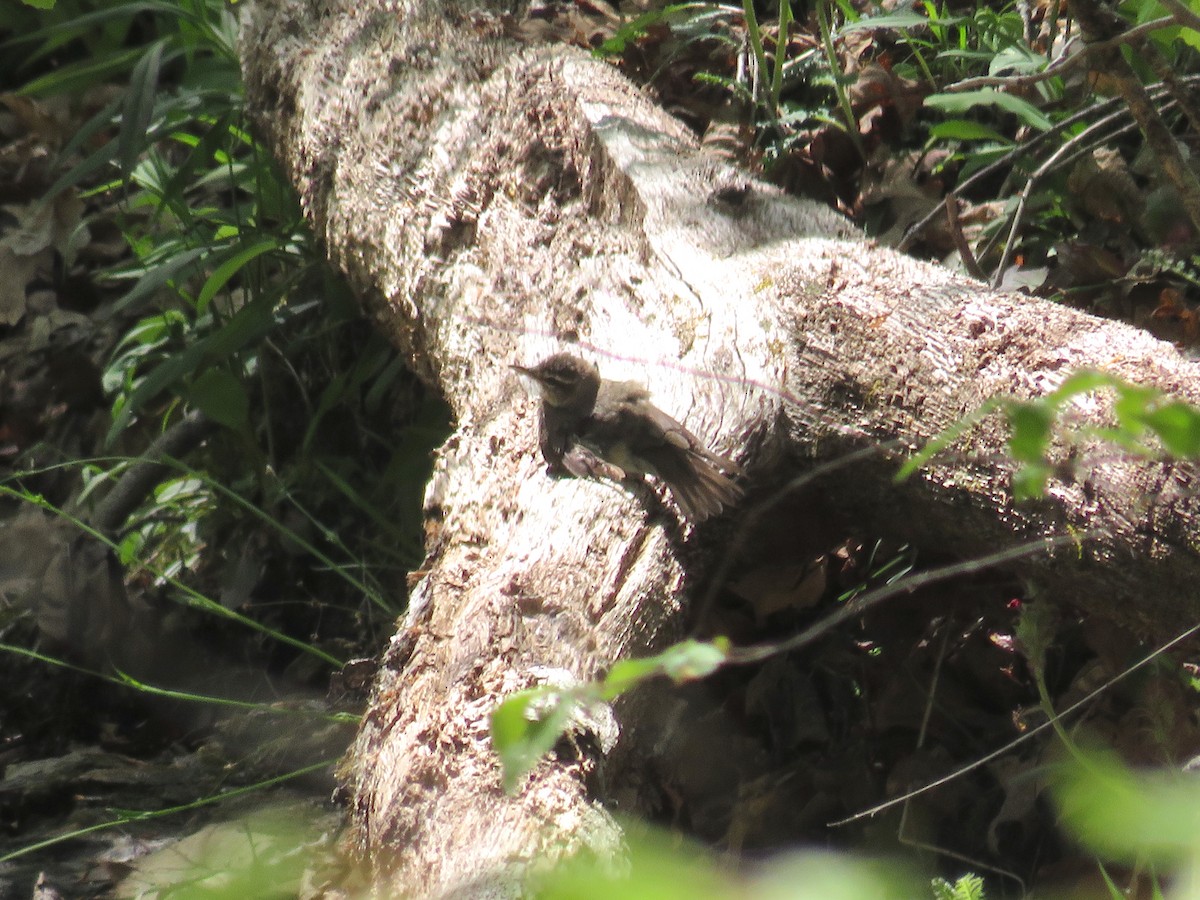 Louisiana Waterthrush - ML441317921