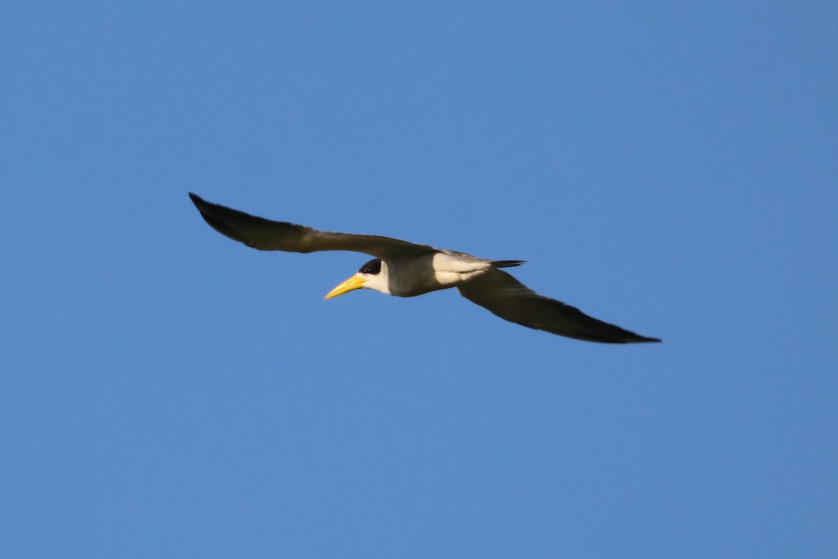 Large-billed Tern - ML441318441