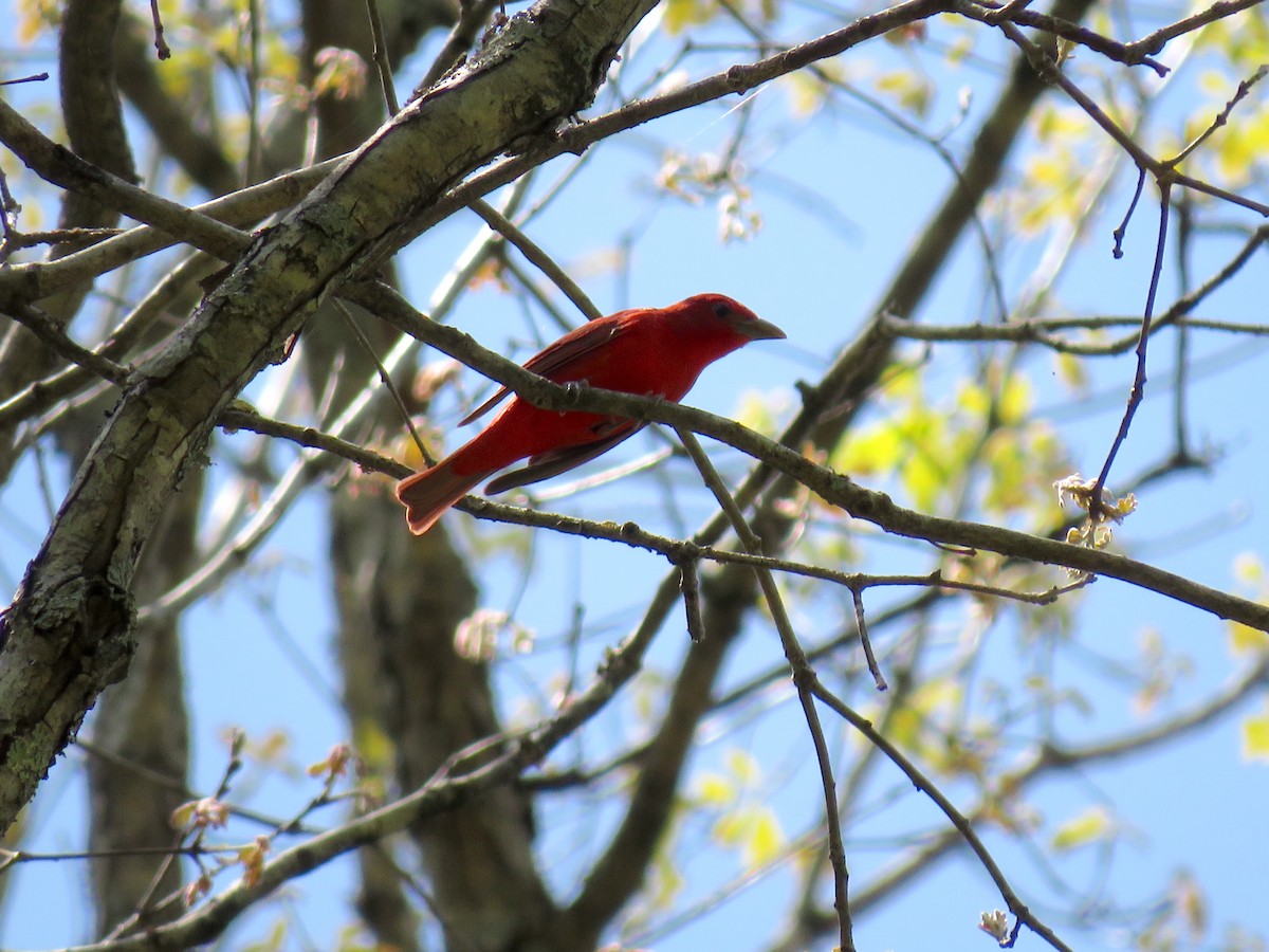 Summer Tanager - ML441318581
