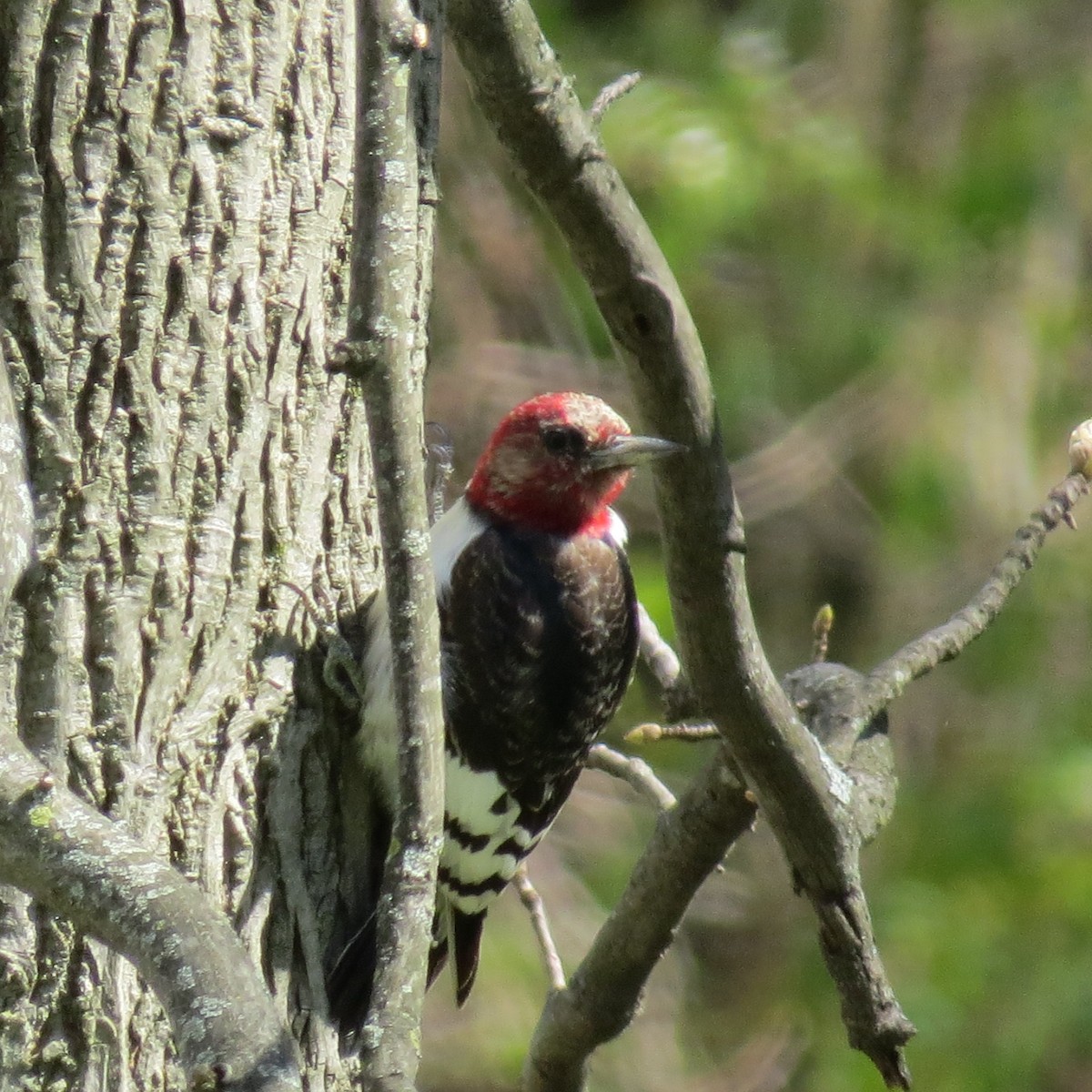 Red-headed Woodpecker - ML441319871