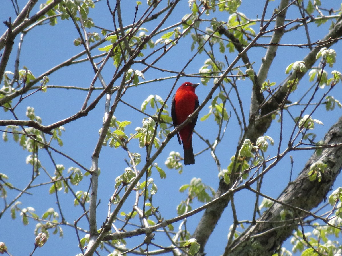 Scarlet Tanager - ML441320131
