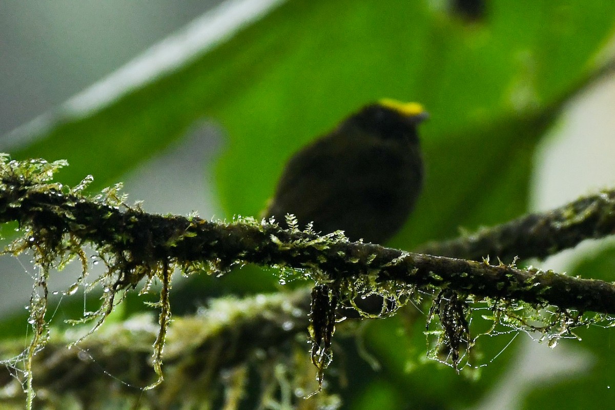 Golden-winged Manakin - ML441320791