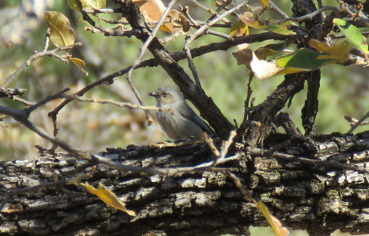 Bushtit - Jorge Francisco Ortiz Valenzuela