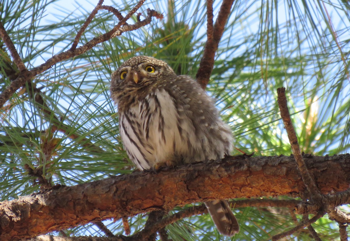 Northern Pygmy-Owl - ML441323201