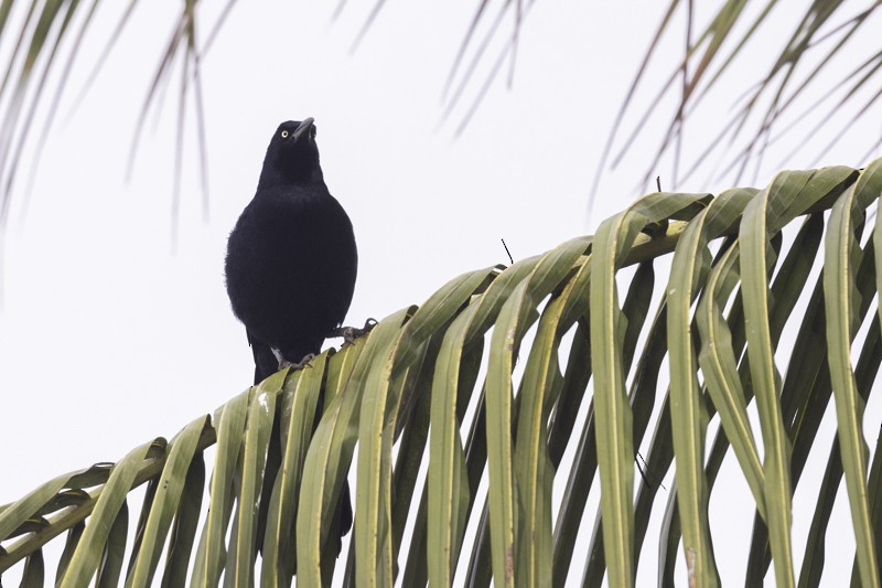 Great-tailed Grackle - Sergio Rivero Beneitez