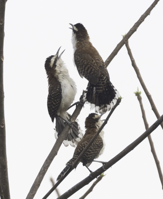 Rufous-naped Wren - ML441324501