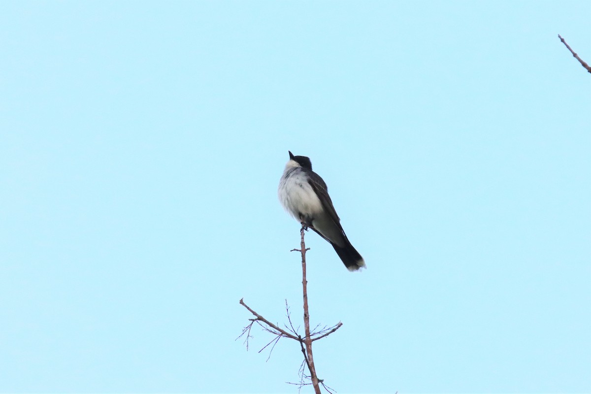 Eastern Kingbird - ML441324581