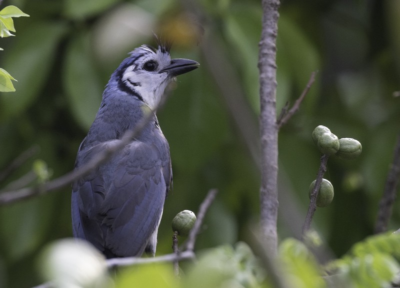 White-throated Magpie-Jay - ML441324601