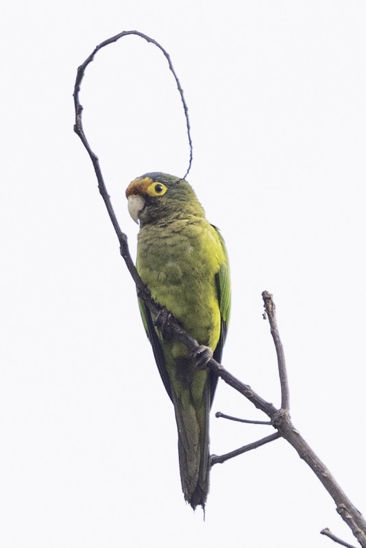 Orange-fronted Parakeet - ML441324691