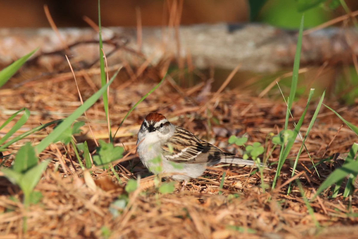 Chipping Sparrow - ML441325001
