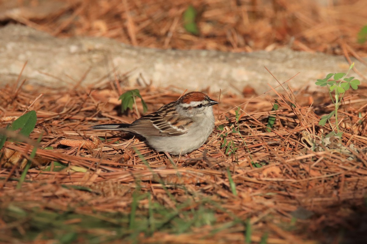 Chipping Sparrow - ML441325011