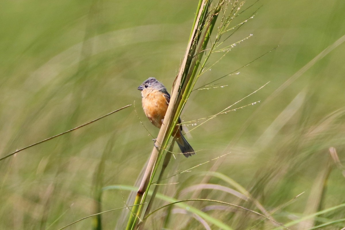 Tawny-bellied Seedeater - Darío Jung