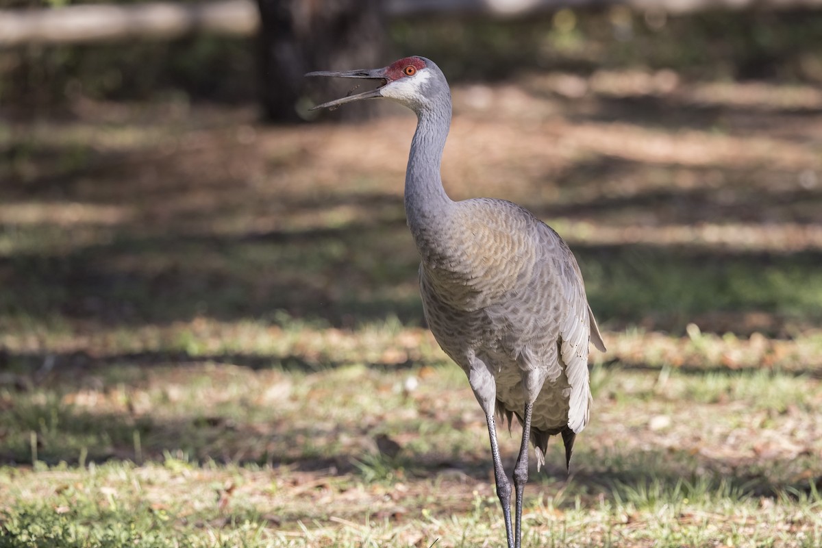 Sandhill Crane - Robert Lockett